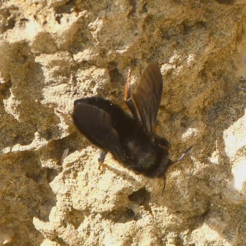 Réf. 224 709 : Megachile parietina